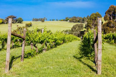 Avustralya 'daki Yarra Vadisi Üzüm bağı