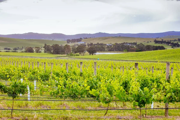 Yarra Valley Wijngaard in Australië — Stockfoto