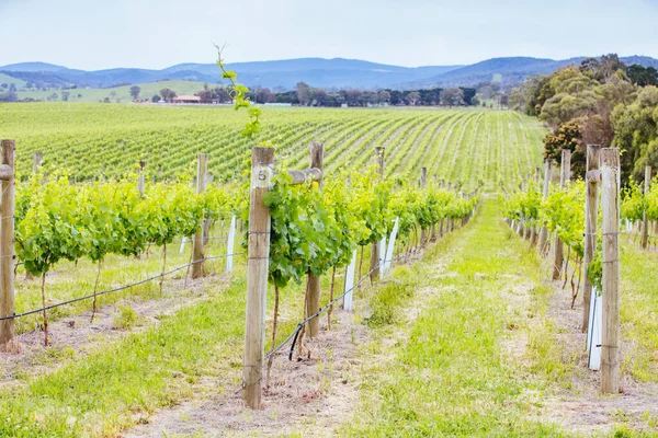 Avustralya 'daki Yarra Vadisi Üzüm bağı