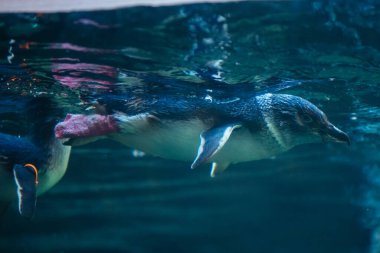 Yeni Zelanda 'daki Uluslararası Antarktika Merkezi