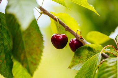 Avustralya 'da Ağaç Üstünde Taze Kirazlar