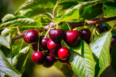 Avustralya 'da Ağaç Üstünde Taze Kirazlar