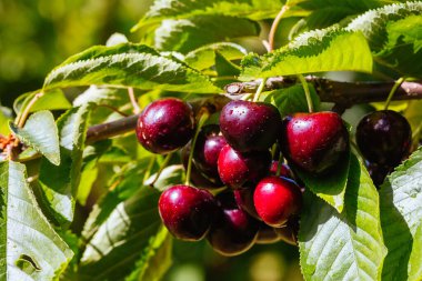 Avustralya 'da Ağaç Üstünde Taze Kirazlar