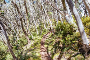 Yaz aylarında Buller Dağı Yürüyüşü ve Bisiklet Yolları