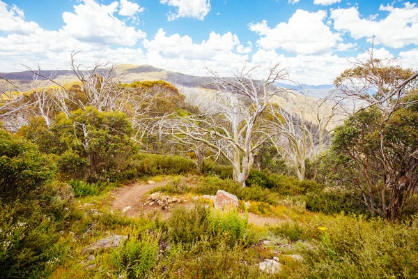 Mount Buller Walking and Biking Trails in Summer — Stock Photo, Image