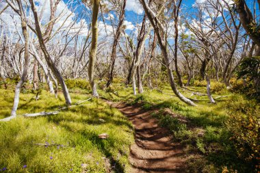Yaz aylarında Buller Dağı Yürüyüşü ve Bisiklet Yolları