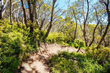 Yaz aylarında Buller Dağı Yürüyüşü ve Bisiklet Yolları