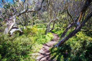 Yaz aylarında Buller Dağı Yürüyüşü ve Bisiklet Yolları