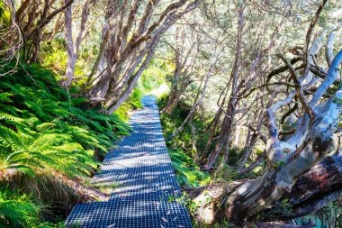 Yaz aylarında Buller Dağı Yürüyüşü ve Bisiklet Yolları