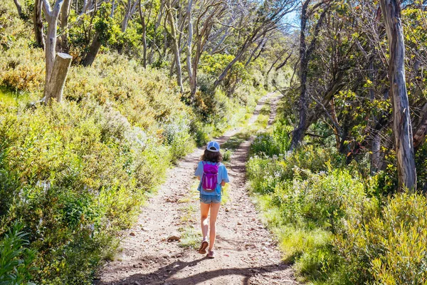 Mount Buller Wander- und Radwege im Sommer — Stockfoto