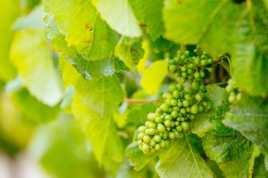 Avustralya 'daki Mornington Yarımadası' ndaki sarmaşıklar