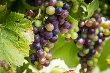 Avustralya 'daki Mornington Yarımadası' ndaki sarmaşıklar