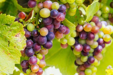Avustralya 'daki Mornington Yarımadası' ndaki sarmaşıklar