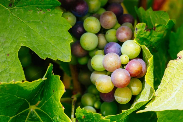 Avustralya 'daki Mornington Yarımadası' ndaki sarmaşıklar