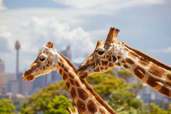 Taronga Zoo Giraffes Sydney Australia — Stock Photo, Image