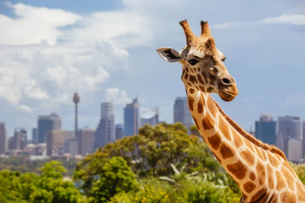 Taronga Zoo Giraffes Sydney Αυστραλία — Φωτογραφία Αρχείου