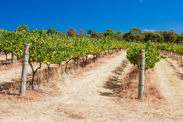 Margaret River Chardonnay Vines — Stock Photo, Image