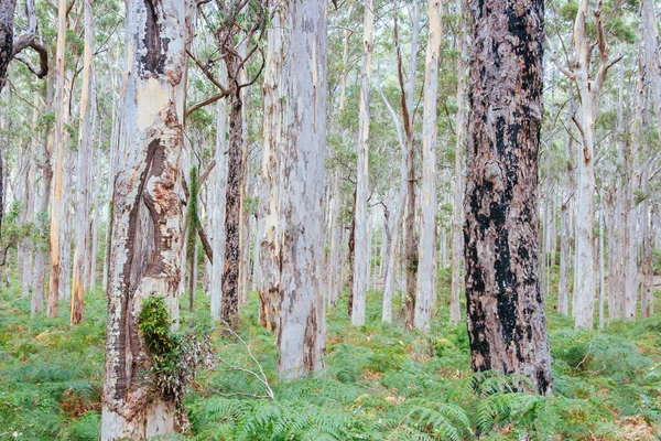 Cape Leeuwin Peninsula in Australia — Stock Photo, Image