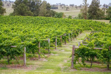 Avustralya 'daki Hunter Valley Üzüm bağı