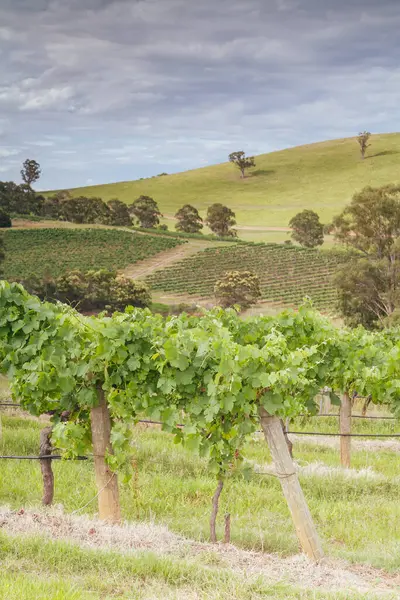 Hunter Valley Vineyard in Australia — Stock Photo, Image