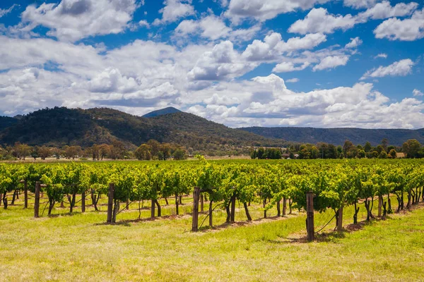Виноградник Хантер-Валли в Австралии — стоковое фото