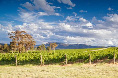 Avustralya 'daki Hunter Valley Üzüm bağı