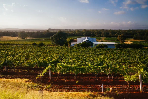 Hunter Valley Vineyard itt: Ausztrália — Stock Fotó