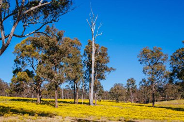 Avustralya 'daki Avcı Vadisi manzarası