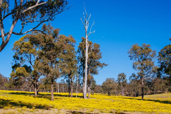 Die Landschaft des Hunter Valley in Australien — Stockfoto