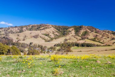 Avustralya 'daki Avcı Vadisi manzarası
