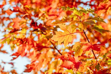 Warburton Avustralya 'da Sonbahar Yaprakları