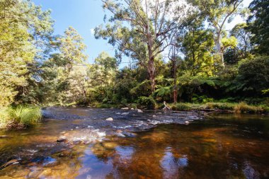 Warburton Avustralya 'da Yarra Nehri Manzarası