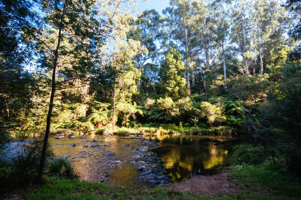 Yarra River View itt: Warburton Ausztrália — Stock Fotó