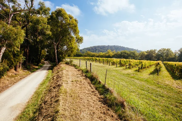 Seville East Vineyard in Australia — Stock Photo, Image