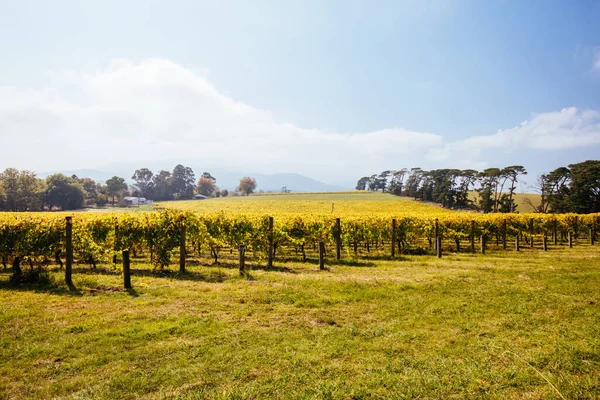 Sevilla Oost Wijngaard in Australië — Stockfoto