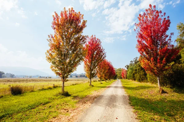 Lilydale to Warburton Rail Trail in Australia — Stock Photo, Image