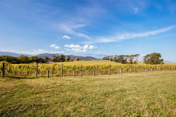 Avustralya 'daki Seville East Vineyard — Stok fotoğraf