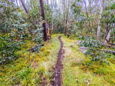 Avustralya 'daki Lake Mountain Bisiklet Parkı