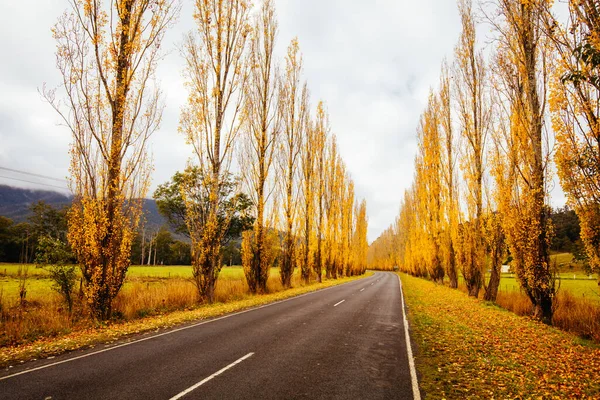 Gould Memorial Drive a Marysville in Australia — Foto Stock