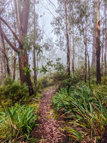 Lake Mountain Bike Park in Australië — Stockfoto