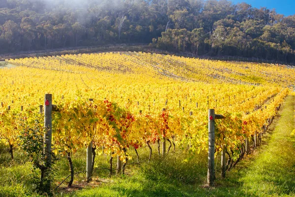 Yarra Valley Vinice a krajina v Austrálii — Stock fotografie