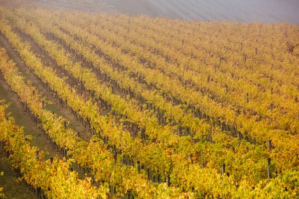 Yarra Valley Vineyard and Landscape in Australia — Stock Photo, Image