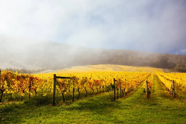 Yarra Valley Vineyard e Paisagem na Austrália — Fotografia de Stock