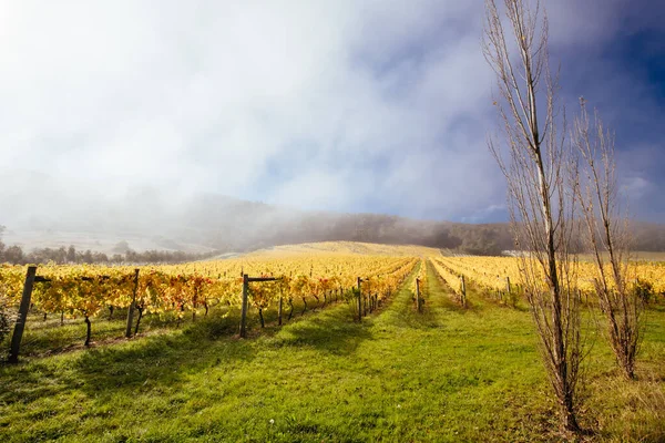 Yarra Valley Vineyard και Τοπίο στην Αυστραλία — Φωτογραφία Αρχείου