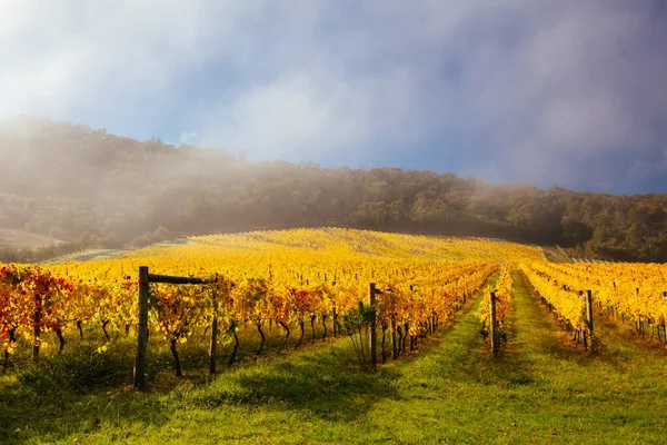 Yarra Valley Viñedo y paisaje en Australia —  Fotos de Stock