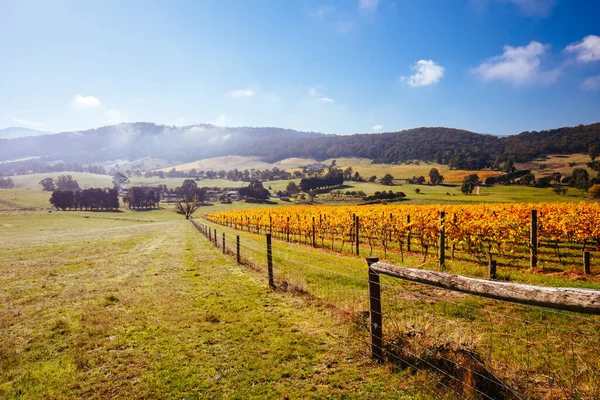 Виноградник и пейзаж долины Ярра в Австралии — стоковое фото