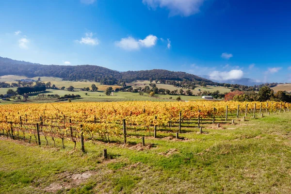 Yarra Valley Viñedo y paisaje en Australia —  Fotos de Stock