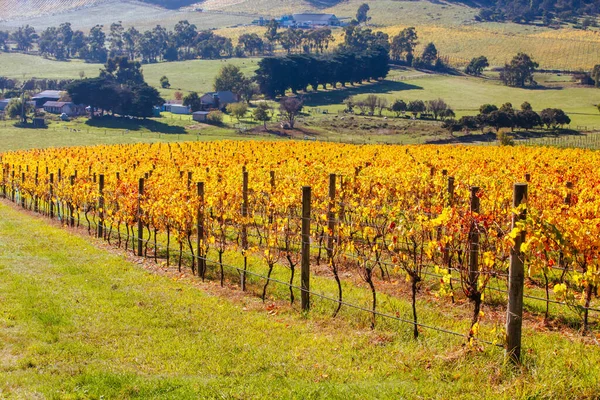 Yarra Valley Wijngaard en Landschap in Australië — Stockfoto