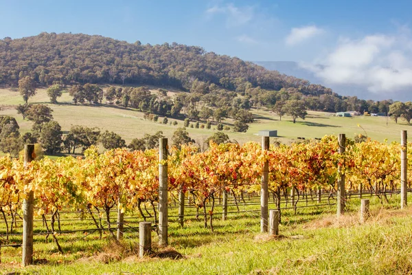 Виноградник и пейзаж долины Ярра в Австралии — стоковое фото