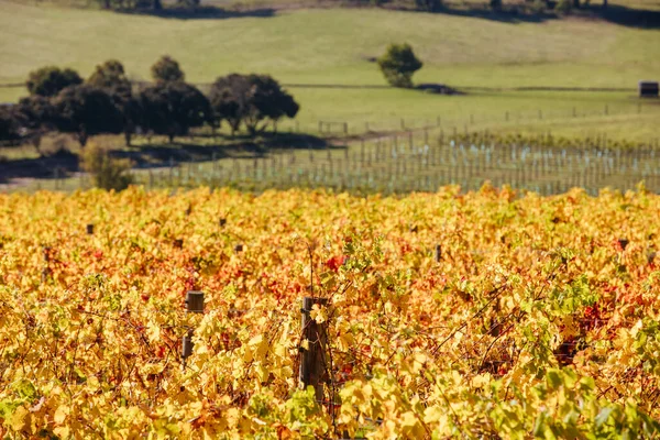 Yarra Valley Wijngaard en Landschap in Australië — Stockfoto